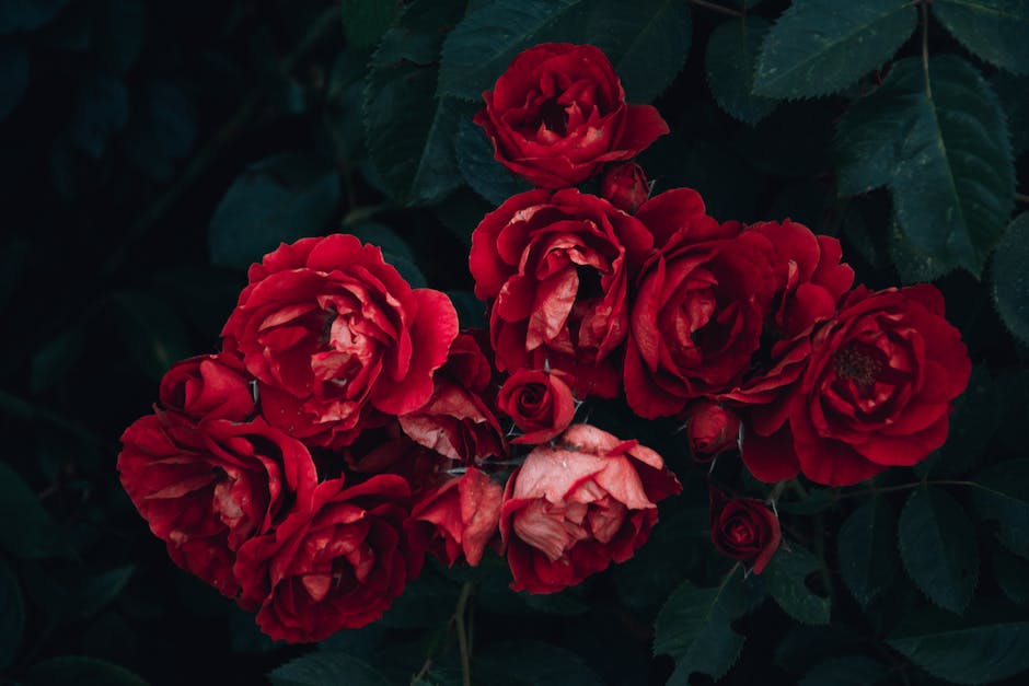 Rote Rosen im Fernsehen wann?